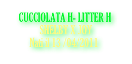     CUCCIOLATA H- LITTER H
              SHELBY X JOY
Nati il 13 /04/2011