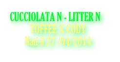CUCCIOLATA N - LITTER N
          TOFFEE X CODY
Nati il 27 /04/2014