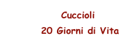      Cuccioli 
       20 Giorni di Vita