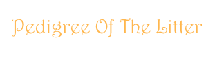 Pedigree Of The Litter
Click Here - Clicca Qui 