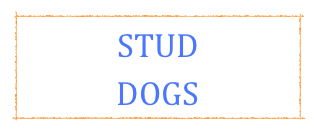 STUD
DOGS