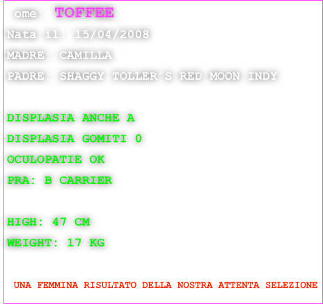 Nome: TOFFEE 

Nata il: 15/04/2008

MADRE: CAMILLA

PADRE: SHAGGY TOLLER’S RED MOON INDY



DISPLASIA ANCHE A

DISPLASIA GOMITI 0

OCULOPATIE OK

PRA: B CARRIER 



HIGH: 47 CM

WEIGHT: 17 KG




 UNA FEMMINA RISULTATO DELLA NOSTRA ATTENTA SELEZIONE

